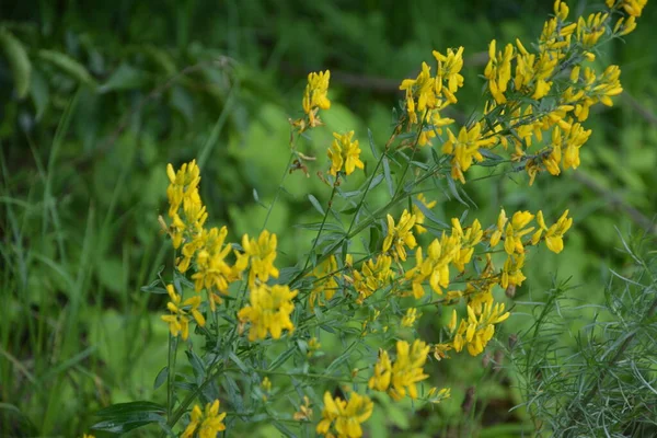 Genista Tinctoria 野生植物 夏に花を咲かせます 黄色の染料のほうきの花 Genista Tinctoria 染料の緑の雑草 薬用植物で 織物の染色に使用されます — ストック写真