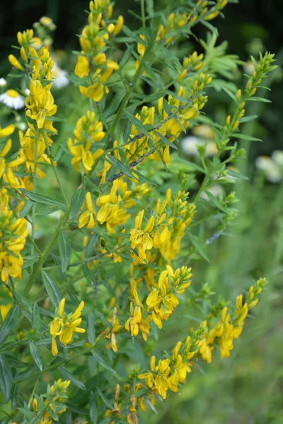 Genista Tinctoria Wild Plant Plant Blooming Summer Yellow Flowers Dyer — Stock Photo, Image