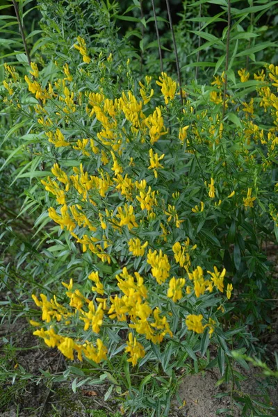 Genista Tinctoria Vadon Termő Növény Nyáron Virágzik Növény Sárga Virágok — Stock Fotó