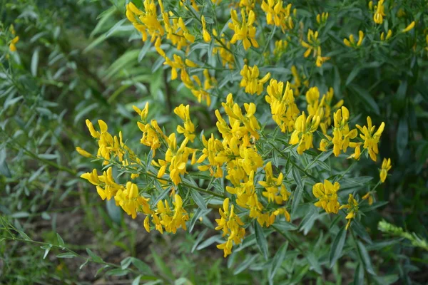 Genista Tinctoria Planta Selvagem Planta Florescendo Verão Flores Amarelas Uma — Fotografia de Stock