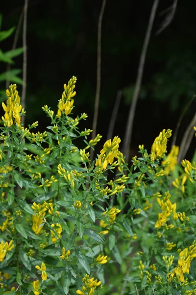 Генуезька Настоянка Дика Рослина Рослина Цвіте Влітку Жовті Квіти Літньої — стокове фото