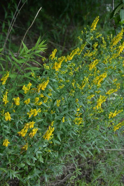 Genista Tinctoria Planta Selvagem Planta Florescendo Verão Flores Amarelas Uma — Fotografia de Stock