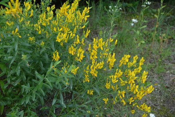 Genista Tinctoria Wild Plant Plant Blooming Summer Yellow Flowers Dyer — Stock Photo, Image