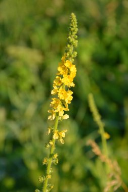 Agrimonia Eupatoria 'nın sarı çiçekleri tarlada çiçek açıyor. Agrimonia Eupatoria bitkisi. Yaygın tarımsal sarı çiçekler kapanıyor. İlaç fabrikası..