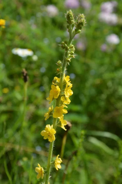 Żółte Kwiaty Agrimonia Eupatoria Kwitnące Polu Ziołowa Roślina Pospolita Agrimonia — Zdjęcie stockowe