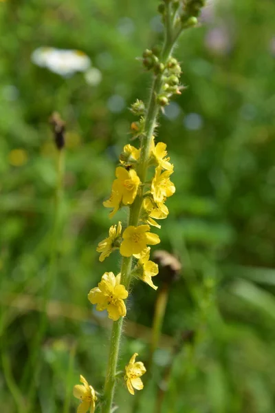 노란색 Agrimonia Eupatoria 들판에서 피어나고 식물성 식물은 일반적으로 Agrimonia Eupatoria — 스톡 사진