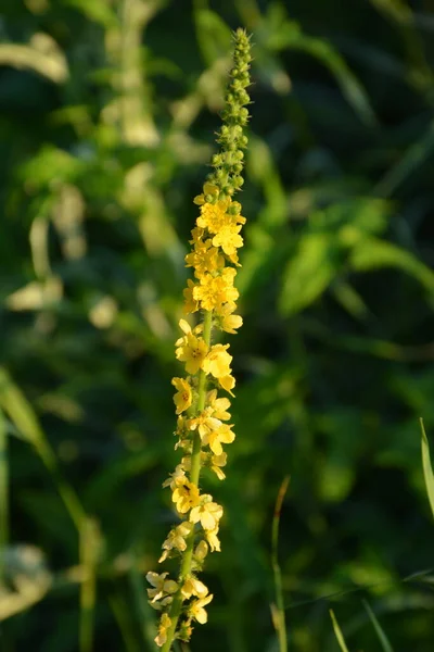 Żółte Kwiaty Agrimonia Eupatoria Kwitnące Polu Ziołowa Roślina Pospolita Agrimonia — Zdjęcie stockowe