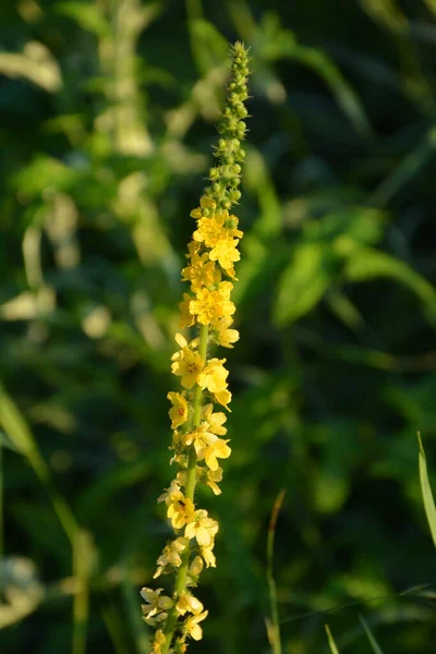 Fleurs Jaunes Agrimonia Eupatoria Fleurissant Dans Les Champs Plante Herbacée — Photo