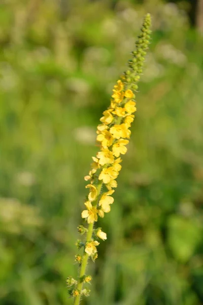 Yellow Flowers Agrimonia Eupatoria Blossoming Field Herbal Plant Common Agrimony — Stock Photo, Image
