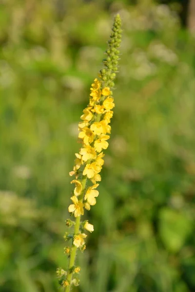 노란색 Agrimonia Eupatoria 들판에서 피어나고 식물성 식물은 일반적으로 Agrimonia Eupatoria — 스톡 사진