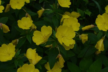 Yağmurlu bir günde çiçek tarhında çiğ akşam çiçekleri yağmurlu bir bahçede, doğa ve bitki konsepti. Sarı akşam çuha çiçeği (Oenothera biennis), kozmetik, cilt bakımı ve egzama için ilaç bitkisi