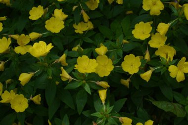 Yağmurlu bir günde çiçek tarhında çiğ akşam çiçekleri yağmurlu bir bahçede, doğa ve bitki konsepti. Sarı akşam çuha çiçeği (Oenothera biennis), kozmetik, cilt bakımı ve egzama için ilaç bitkisi