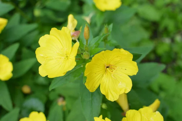 Dewy Evening Primroses Flowerbed Ornamental Garden Rainy Day Nature Herb — Stock Photo, Image