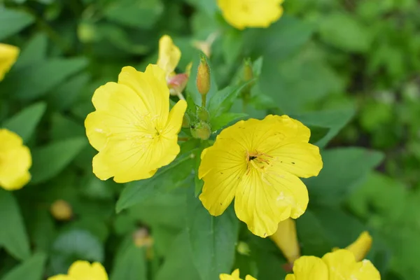 Dewy evening primroses in the flowerbed in the ornamental garden in a rainy day, nature and herb concept.Yellow evening primrose (Oenothera biennis), medicine plant for cosmetics, skin care and eczema