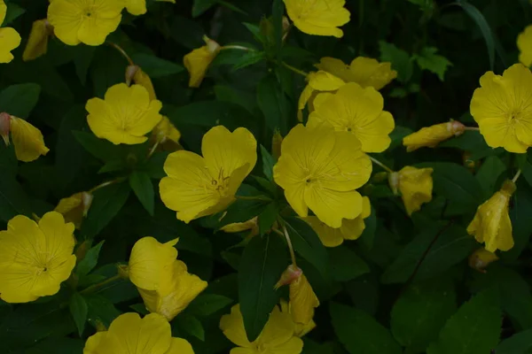 Harmatos Esti Primrózsa Virágágyásban Díszkertben Egy Esős Napon Természet Gyógynövény — Stock Fotó