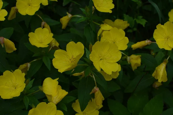 Harmatos Esti Primrózsa Virágágyásban Díszkertben Egy Esős Napon Természet Gyógynövény — Stock Fotó