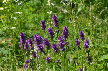 Betony flowers (Stachys officinalis or Betonica officinalis), is commonly known as common hedgenettle, betony, purple betony, wood betony, bishopwort. Flowering meadow. Place for text. clipart