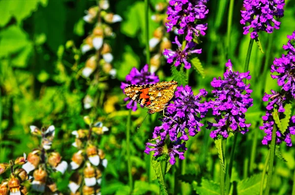 ベトニーの花 Stachys OfficinalisまたはBetonica Officinalis 一般的に一般的なヘドヘテレ ベトニー 紫のベトニー 木のベトニー ビショポウムシとして知られています 開花草原 — ストック写真