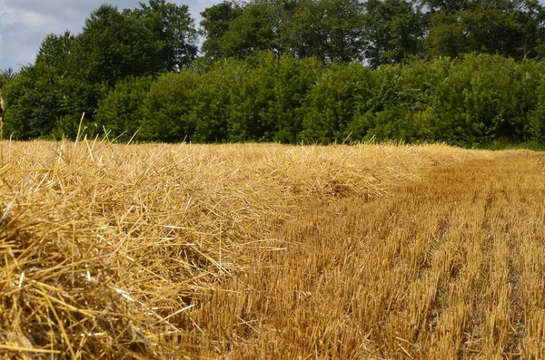 Pole Rolne Którym Leży Słoma Zbiorze Plonów Pole Zbiorze Plonu — Zdjęcie stockowe