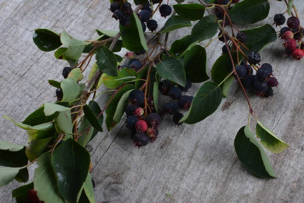 Fialové Plody Šedého Keře Serviceberry Detailní Záběr Berry Amelanchier Lamarckii — Stock fotografie