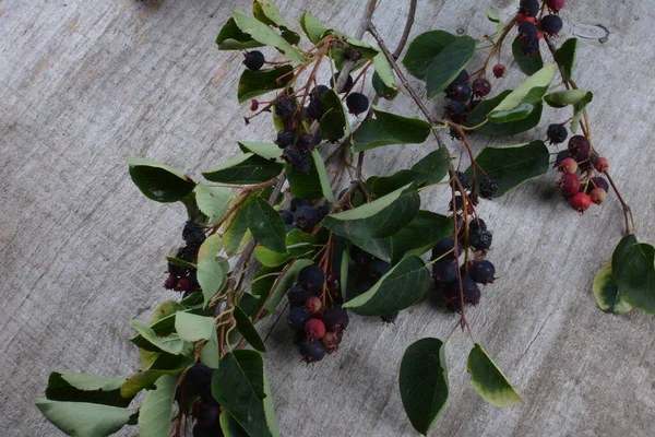 Fialové Plody Šedého Keře Serviceberry Detailní Záběr Berry Amelanchier Lamarckii — Stock fotografie