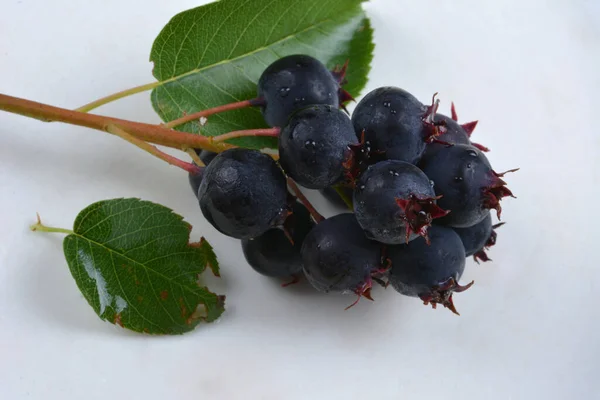 Purple Fruits Shadbush Serviceberry Closeup Berry Amelanchier Lamarckii Also Called — Stock Photo, Image