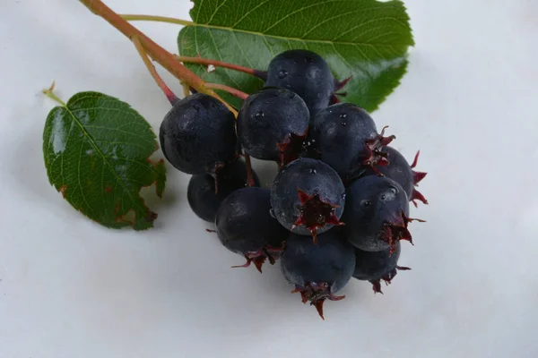 Fialové Plody Šedého Keře Serviceberry Detailní Záběr Berry Amelanchier Lamarckii — Stock fotografie