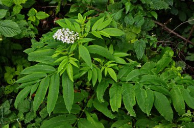 Kara danewort (Sambucus ebulus) üzümleri yakın plan. Çiçek açan danewort, cüce mürver veya yaşlı kurt, Sambucus ebulus