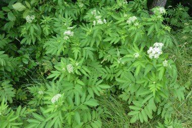 Kara danewort (Sambucus ebulus) üzümleri yakın plan. Çiçek açan danewort, cüce mürver veya yaşlı kurt, Sambucus ebulus