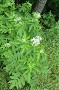Kara danewort (Sambucus ebulus) üzümleri yakın plan. Çiçek açan danewort, cüce mürver veya yaşlı kurt, Sambucus ebulus