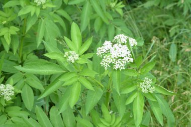 Kara danewort (Sambucus ebulus) üzümleri yakın plan. Çiçek açan danewort, cüce mürver veya yaşlı kurt, Sambucus ebulus