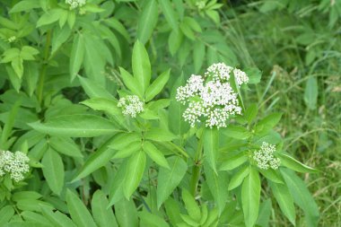 Kara danewort (Sambucus ebulus) üzümleri yakın plan. Çiçek açan danewort, cüce mürver veya yaşlı kurt, Sambucus ebulus