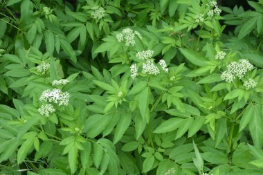 Kara danewort (Sambucus ebulus) üzümleri yakın plan. Çiçek açan danewort, cüce mürver veya yaşlı kurt, Sambucus ebulus