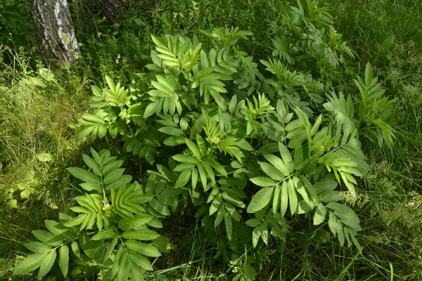 Černý Danewort Sambucus Ebulus Bobule Close Kvetoucí Danewort Trpasličí Bezinky — Stock fotografie