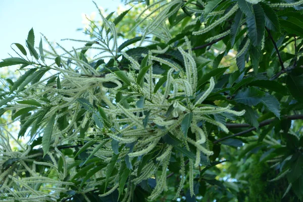 カスタネア サティバ ミラー 甘い栗 の花は ファガシー科の開花植物の一種です — ストック写真