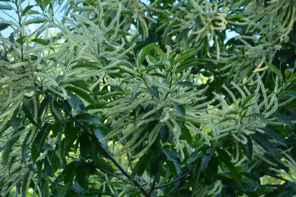 Fleurs Castanea Sativa Miller Châtaignier Doux Est Une Espèce Plante — Photo