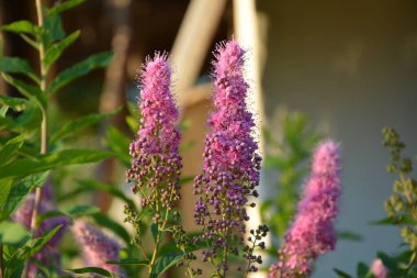 Çiçekli Spiraea salicifolia ya da bahçede Willowleaf Meadowsweet. Yeşil yapraklı ve pembe çiçekli çalıların genel görünümü