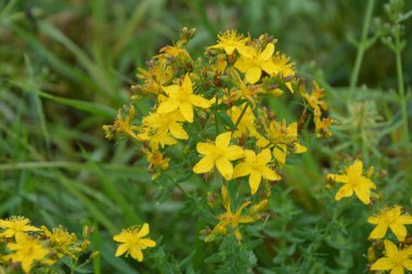 Hypericum perforatum - St John 's-wort, St. John' s wort. Saint Johns wort çiçekleri, Hypericum perforatum,