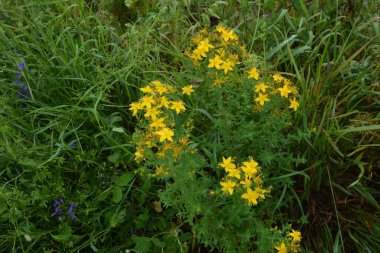 Hypericum perforatum - St John 's-wort, St. John' s wort. Saint Johns wort çiçekleri, Hypericum perforatum,