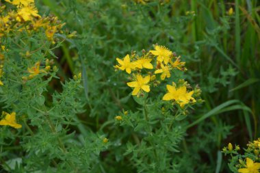 Hypericum perforatum - St John 's-wort, St. John' s wort. Saint Johns wort çiçekleri, Hypericum perforatum,