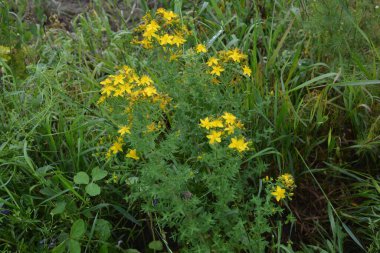 Hypericum perforatum - St John 's-wort, St. John' s wort. Saint Johns wort çiçekleri, Hypericum perforatum,