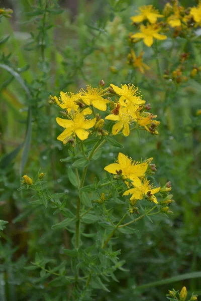 Hypericum Perforatum Perforate John Wort John Wort Flowers Saint Johns — стоковое фото