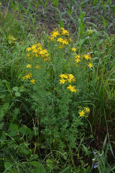 Hypericum Perforatum Perforieren Sie Johanniskraut Johanniskraut Blüten Von Johanniskraut Hypericum — Stockfoto