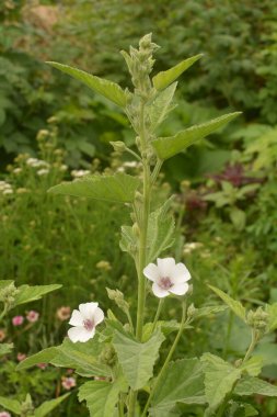 Marshmallow (Althaea officinalis) doğal bir iyileşme sürecidir..