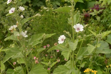 Marshmallow (Althaea officinalis) doğal bir iyileşme sürecidir..