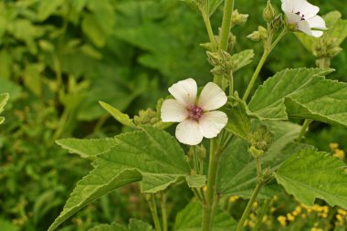 Marshmallow (Althaea officinalis) doğal bir iyileşme sürecidir..