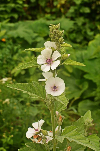 Marshmallow Althaea Officinalis Processo Cura Natural — Fotografia de Stock