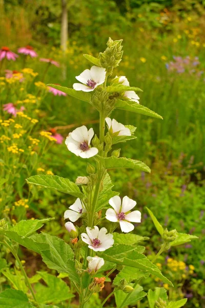 Marshmallow Althaea Officinalis Processo Cura Natural — Fotografia de Stock