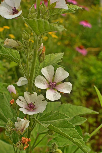 棉花糖 Althaea Officinalis 是一种天然的疗愈方法 — 图库照片