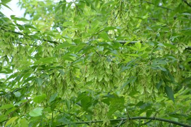 Bir Acer Negundo Ağacı 'nın Yeşil Yaprakları ve Kanatlı Meyvesi (Kutu Yaşlısı veya Ashleaf Maple). Acer negundo dalı.